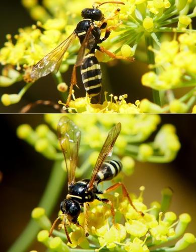Réf. 350 456 : Gorytes sp.